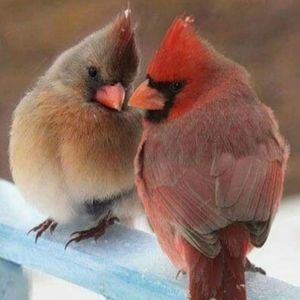 Meet your Posher, Pam larmon